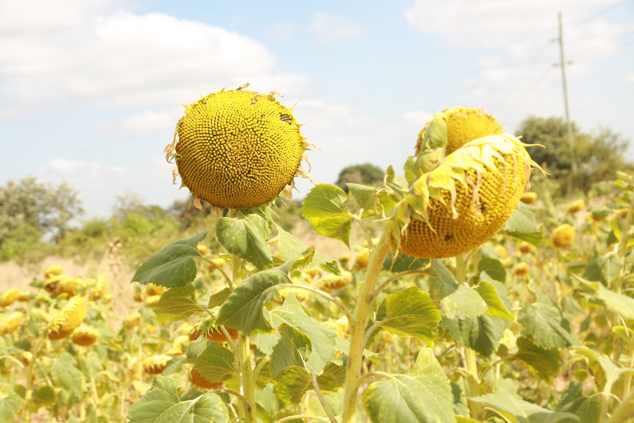 AMDT + RUDI to facilitate inclusive business for Sunflower value chain in Dodoma region